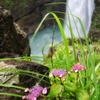 滝と紫陽花