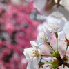 桜盛り
