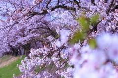 桜並木