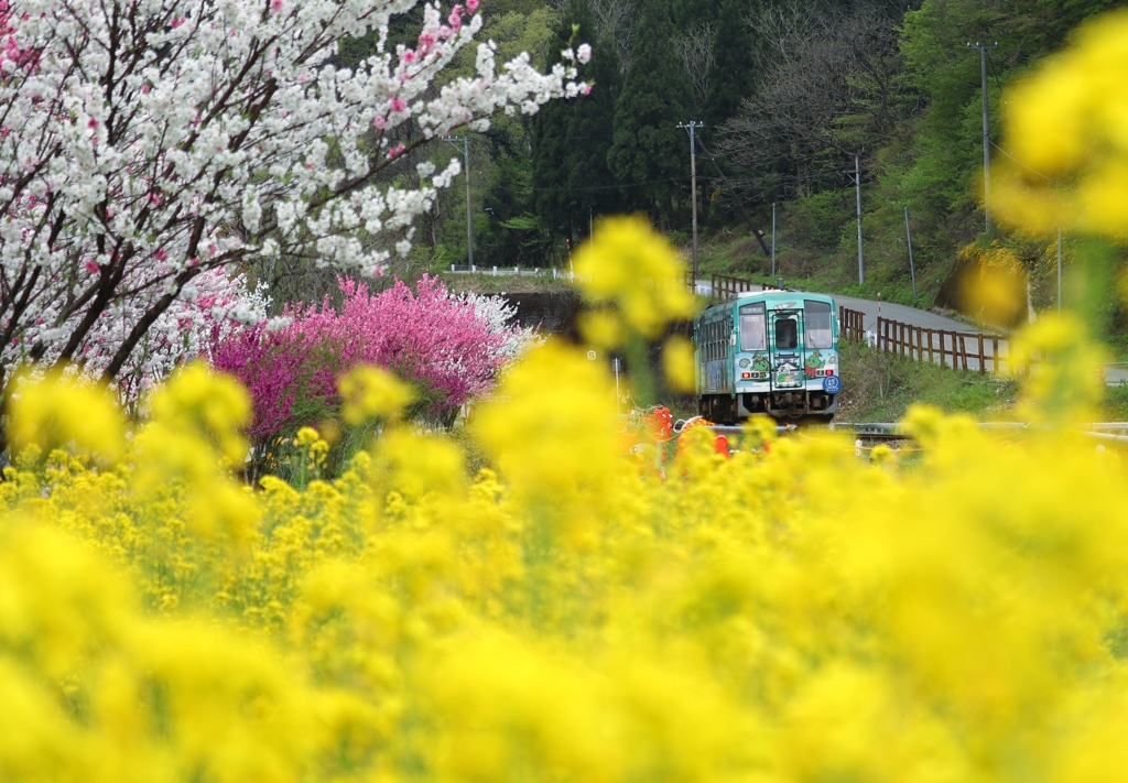 菜の花トンネル