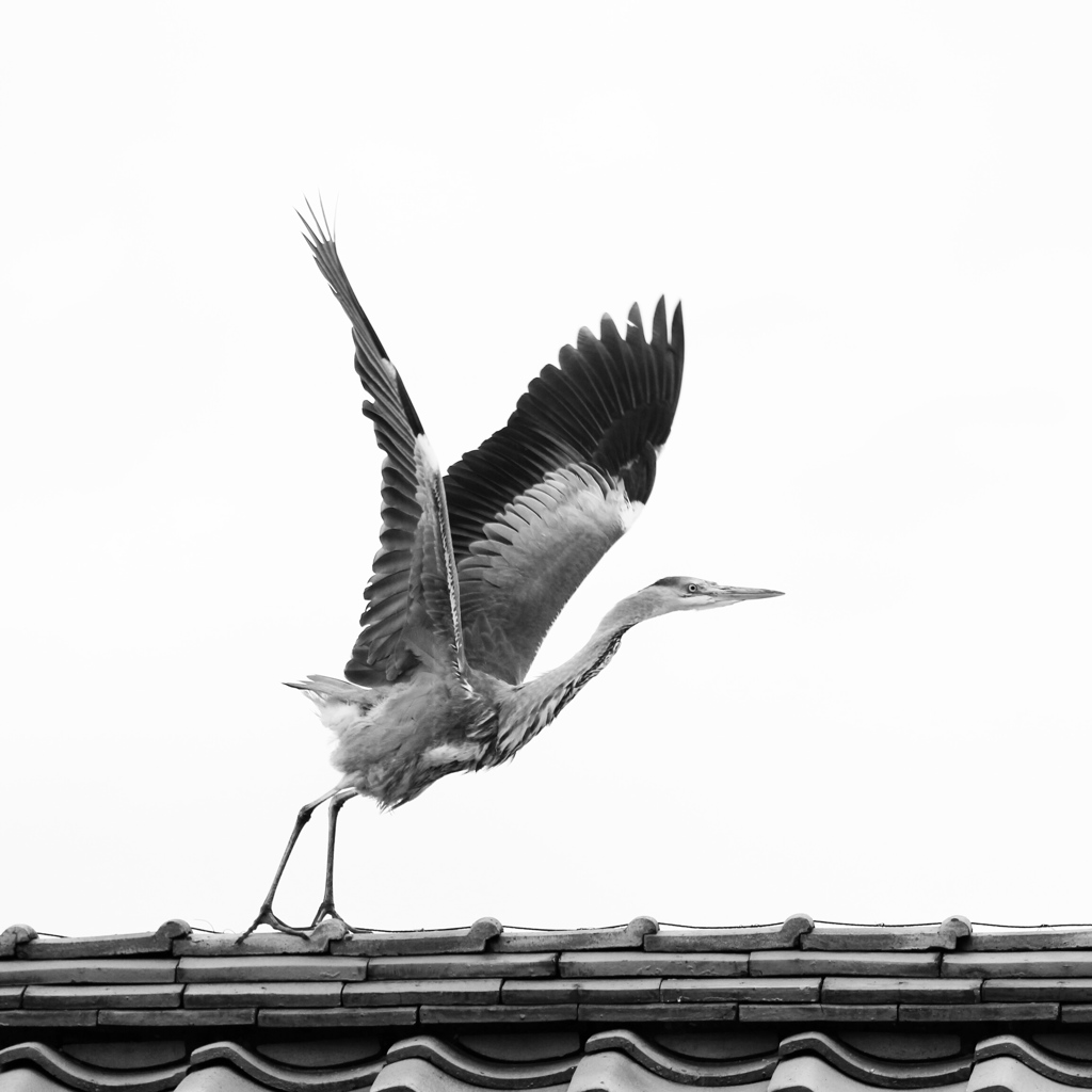 旅立ち