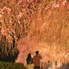 竹田しだれ桜
