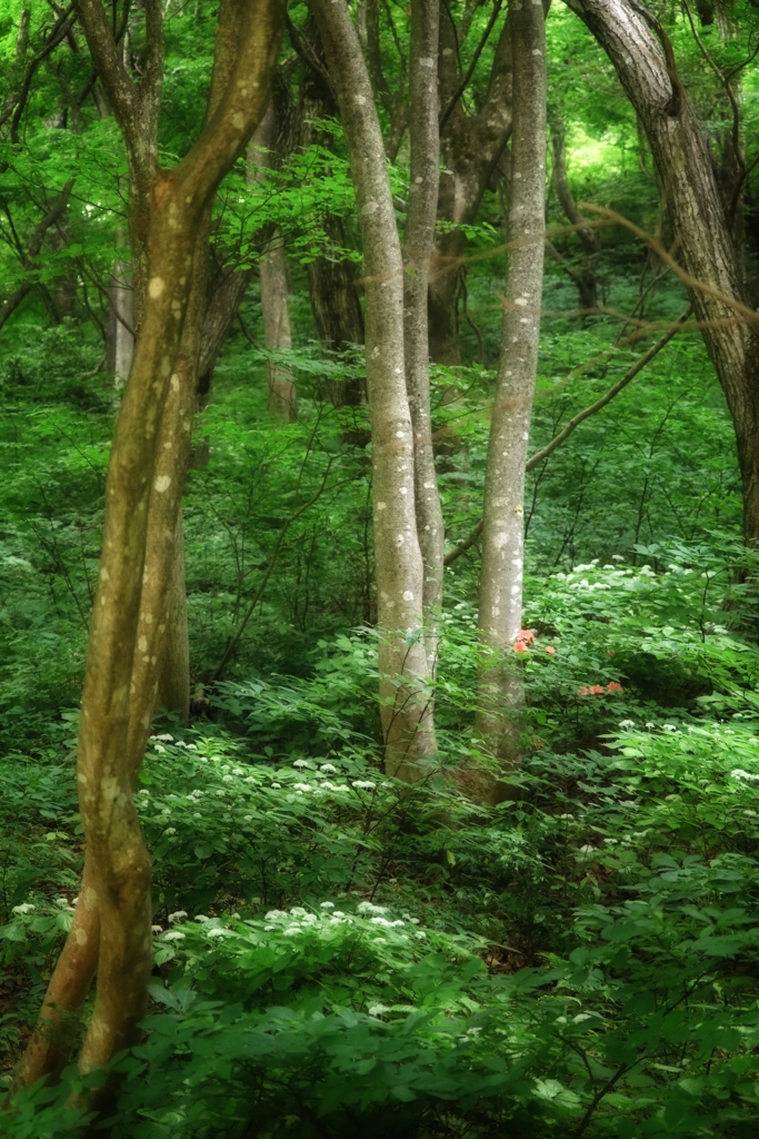 野生の森
