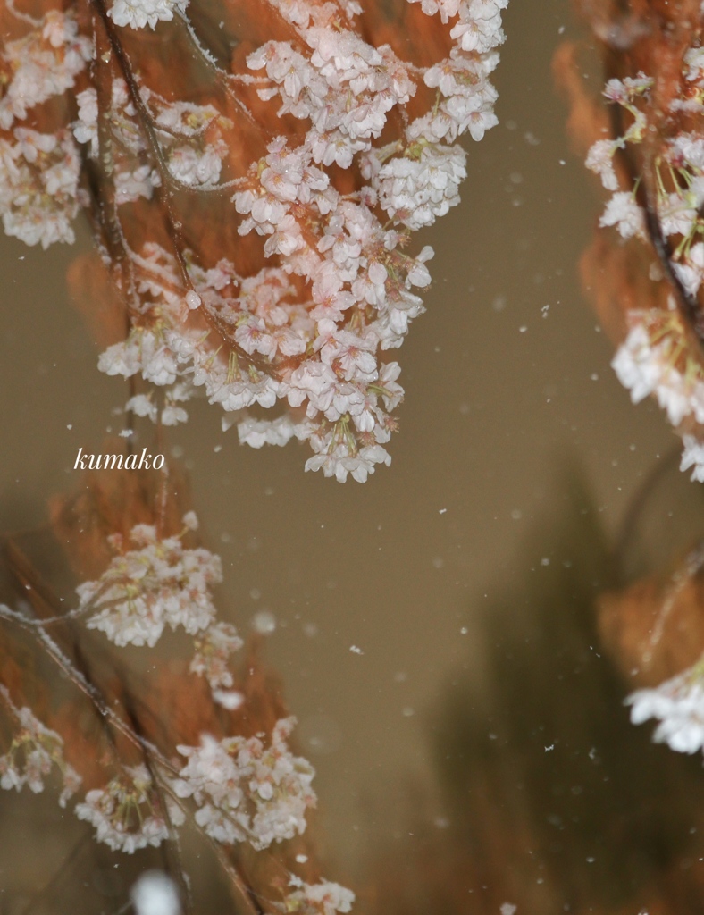 雪桜