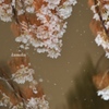 雪桜