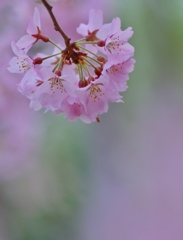 頬染め桜