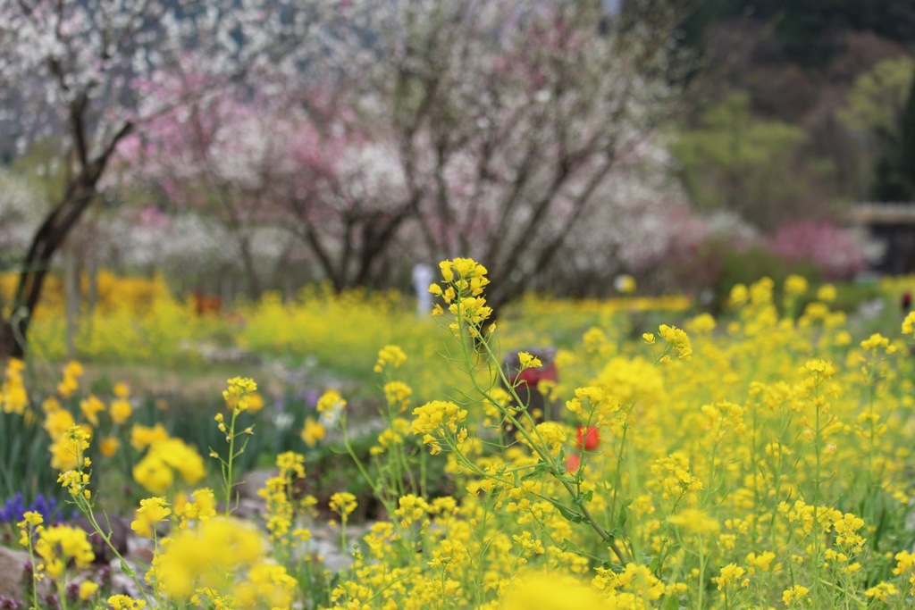 菜の花の香り