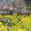 菜の花の香り