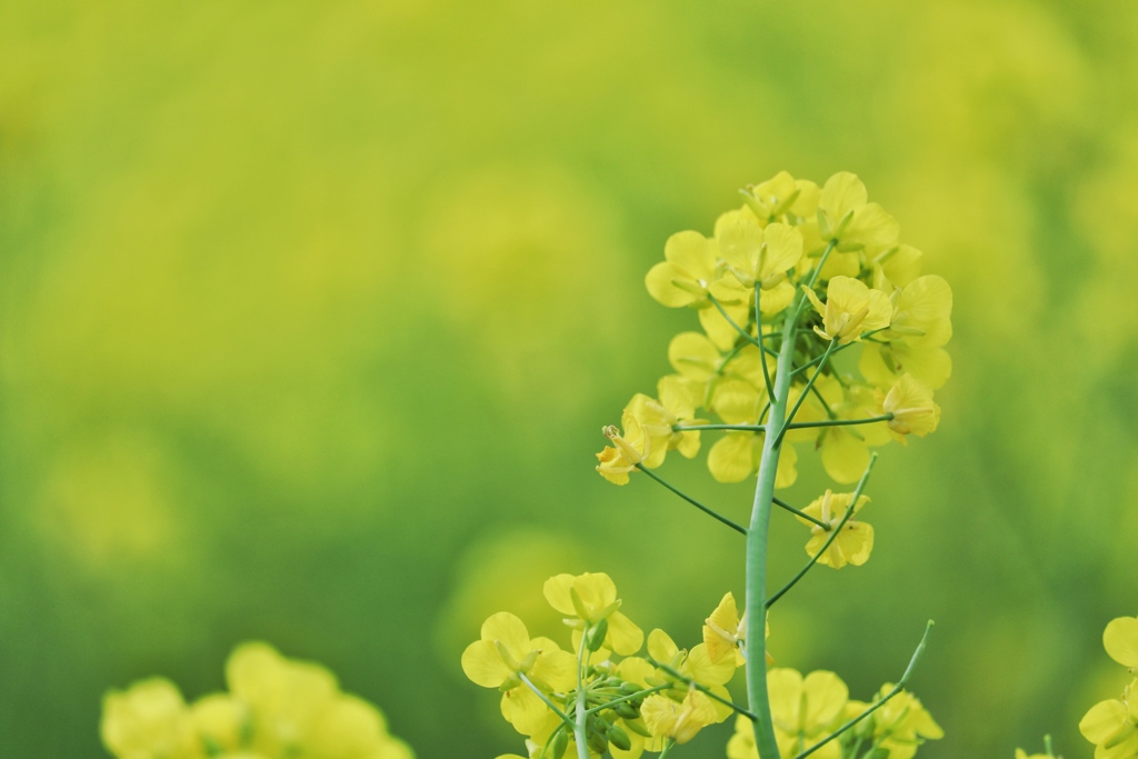菜の花
