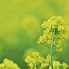 菜の花