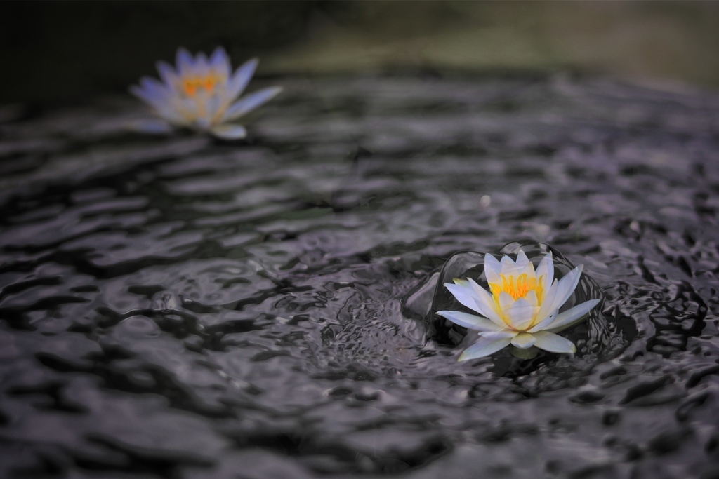 水霊の華