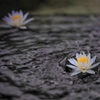 水霊の華