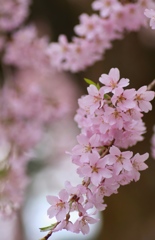 それぞれの桜