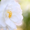 冬の華
