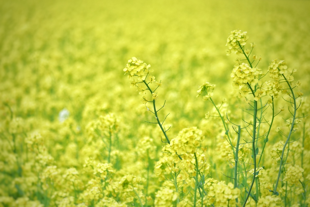 菜の花畑で夢気分