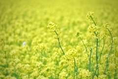 菜の花畑で夢気分