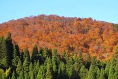 紅葉樹と針葉樹の代表