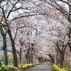 弁天桜