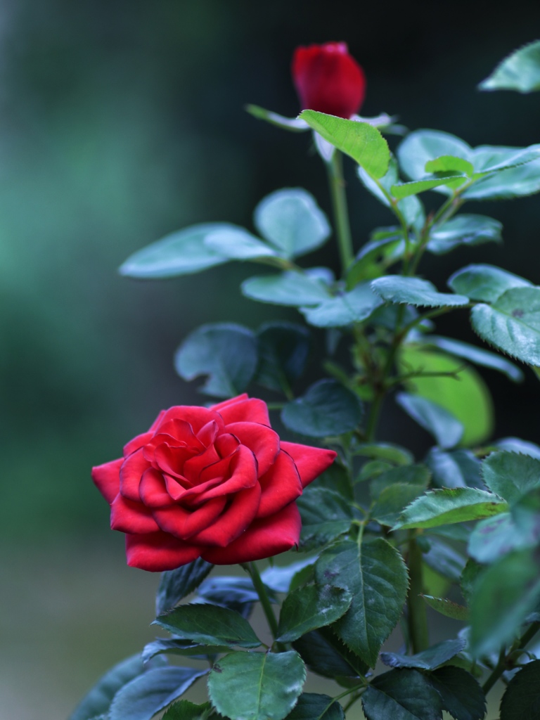 麗しの赤い薔薇