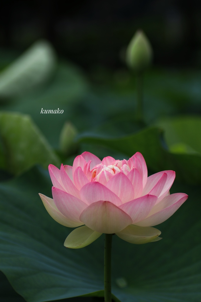 神秘なる華