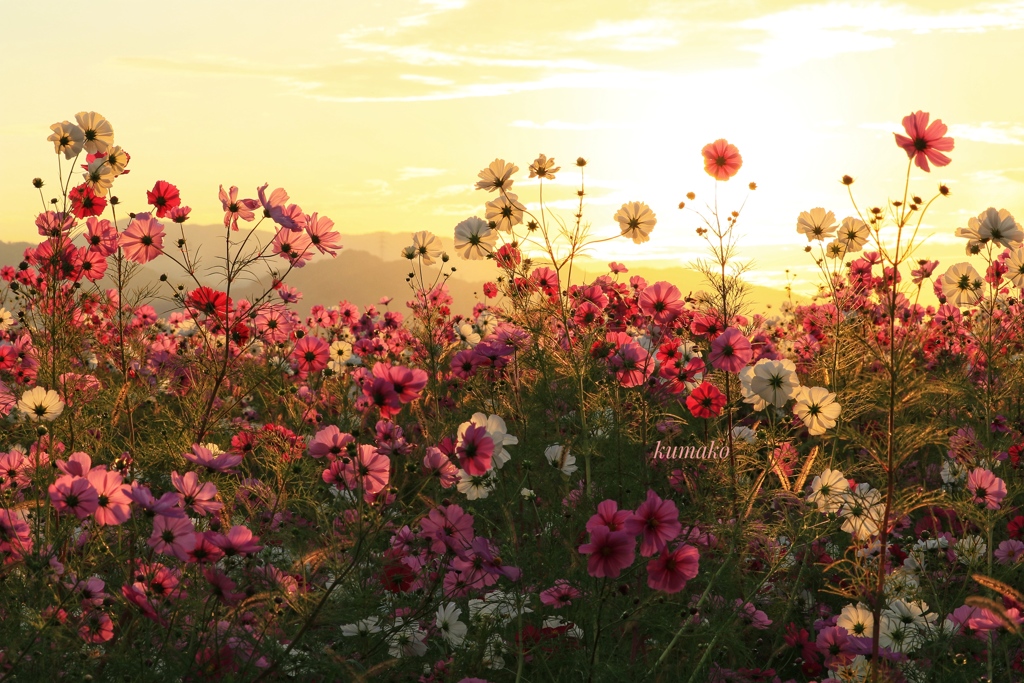 楽園の花畑