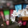 桜まつり