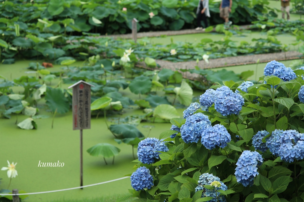 紫陽花と蓮池