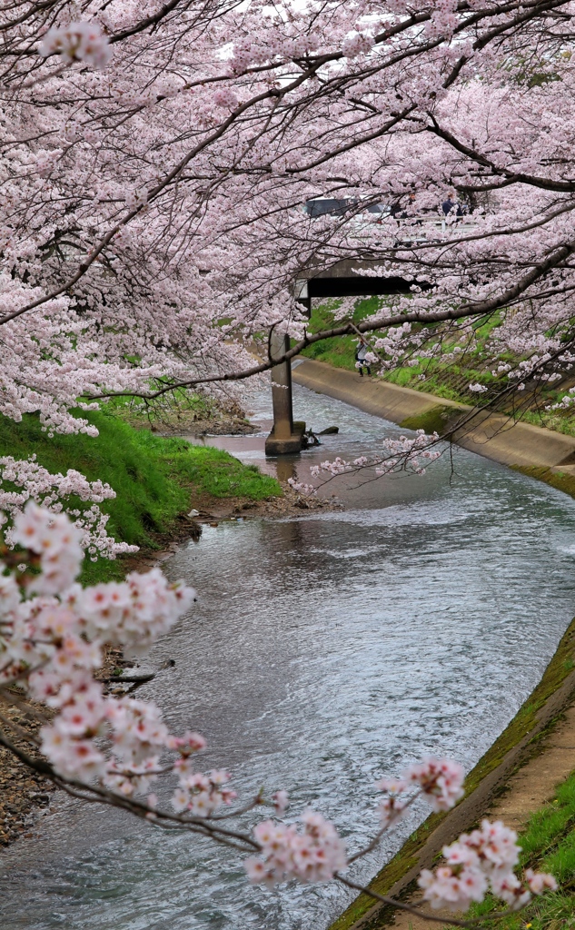 美しい日本