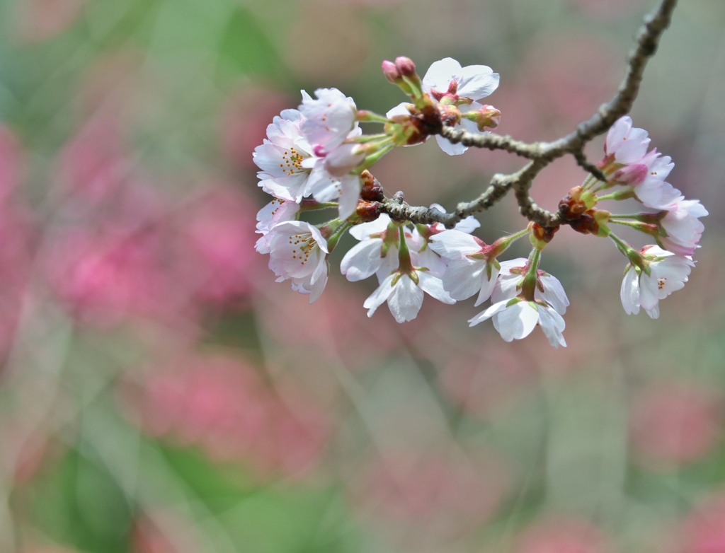 団子より桜