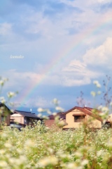 こんにちは 虹 Ⅱ