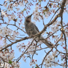 桜とヒヨドリ