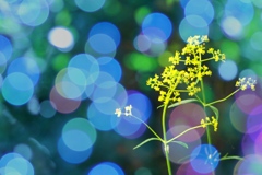 妖精の森
