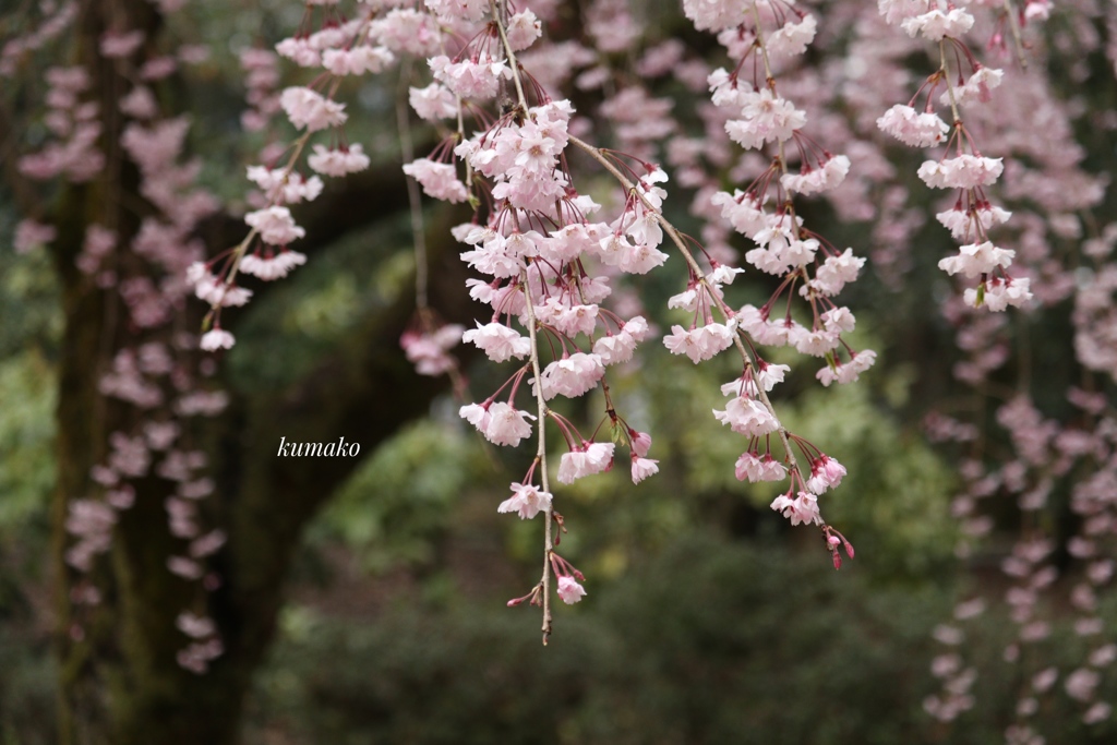 桜の宴