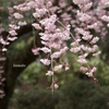 桜の宴