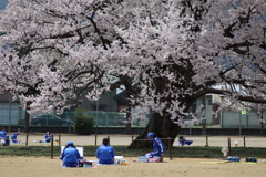 一本桜