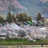 勝山大仏と弁天桜