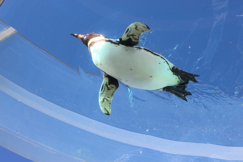 空飛ぶペンギン