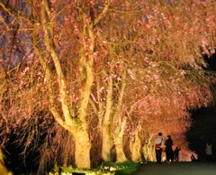 思い出の夜桜