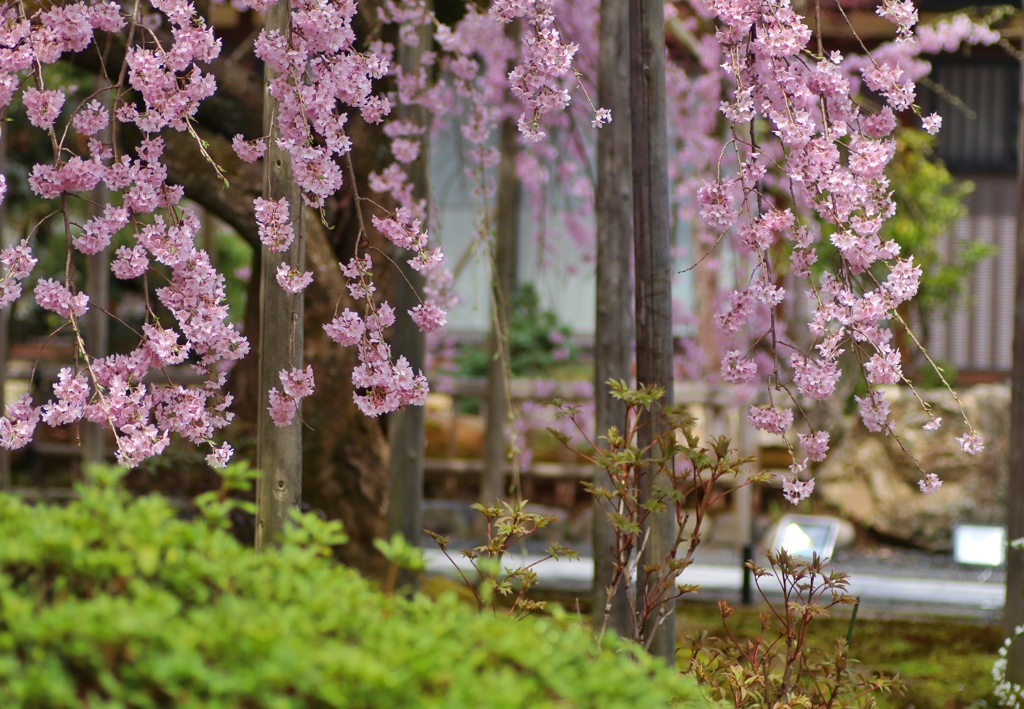 癒やし桜