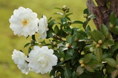 冬告げ山茶花