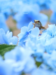 ケロと紫陽花