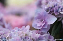 Hydrangea 