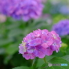 紫陽花3