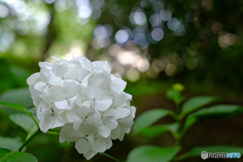 紫陽花1