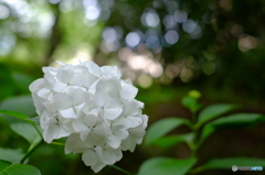 紫陽花1