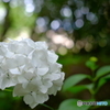 紫陽花1