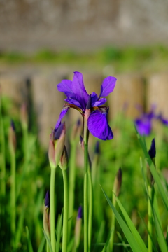 菖蒲