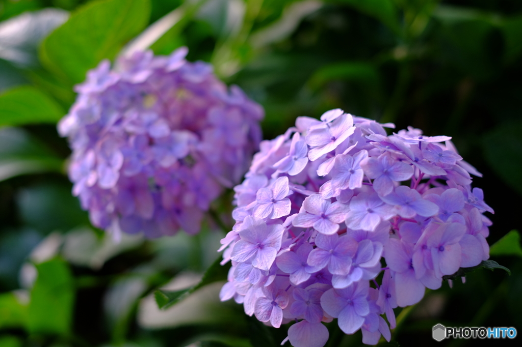 紫陽花2
