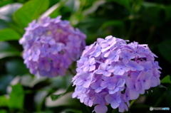 紫陽花2