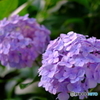 紫陽花2